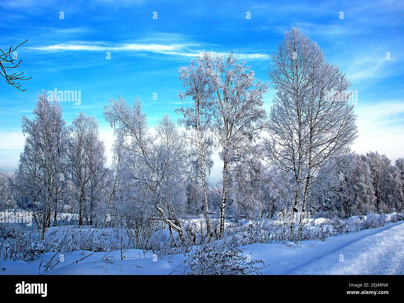 Paesaggio invernale in una giornata limpida e gelida: Boschetto di betulla sotto un cielo blu. Foto Stock