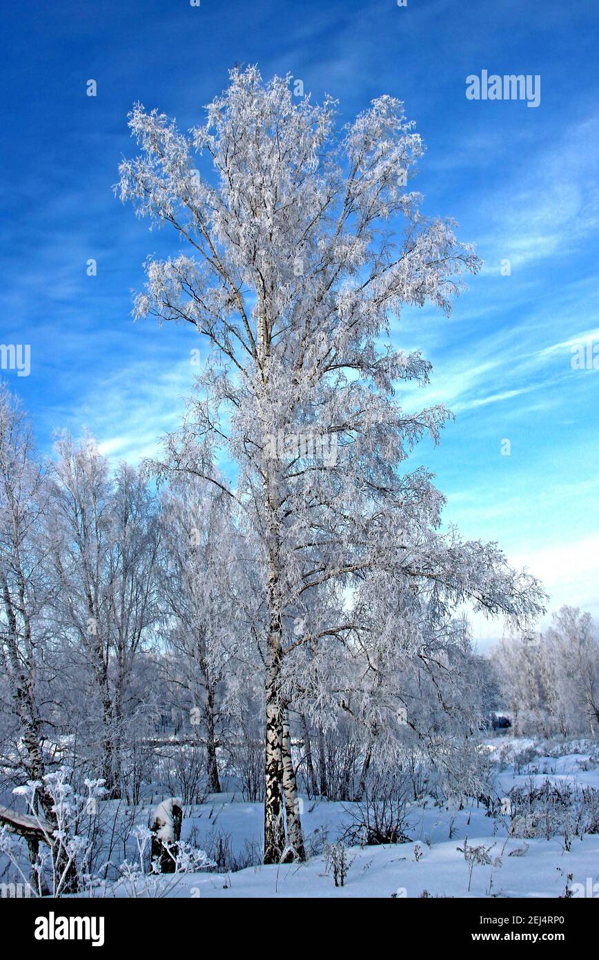 Una giornata invernale limpida. Cielo blu chiaro e gelido. Due piccoli alberi di betulla nel bosco. Foto Stock