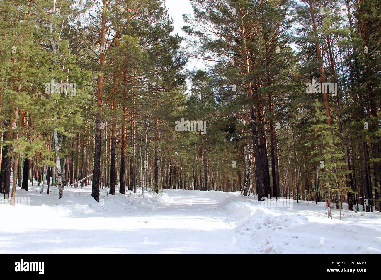 Foresta invernale. Al centro della foto – la strada tortuosa, coperta di neve. Ai lati della strada ci sono alberi di conifere. I rami non hanno neve. Foto Stock