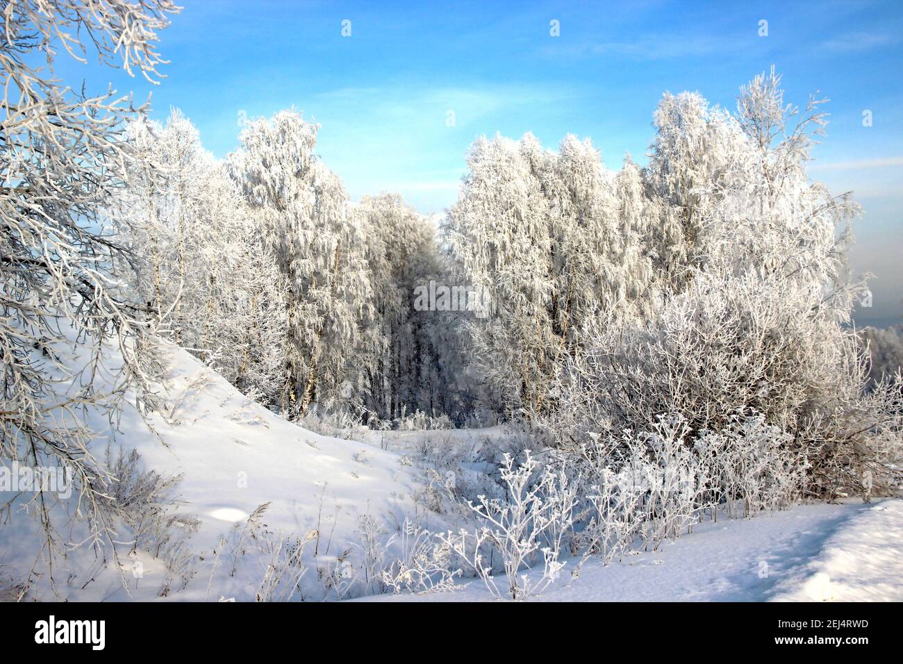 Giorno invernale limpido. Cielo blu chiaro e gelido. La neve scintilla sui rami dell'albero così luminoso che fa male agli occhi. Foto Stock