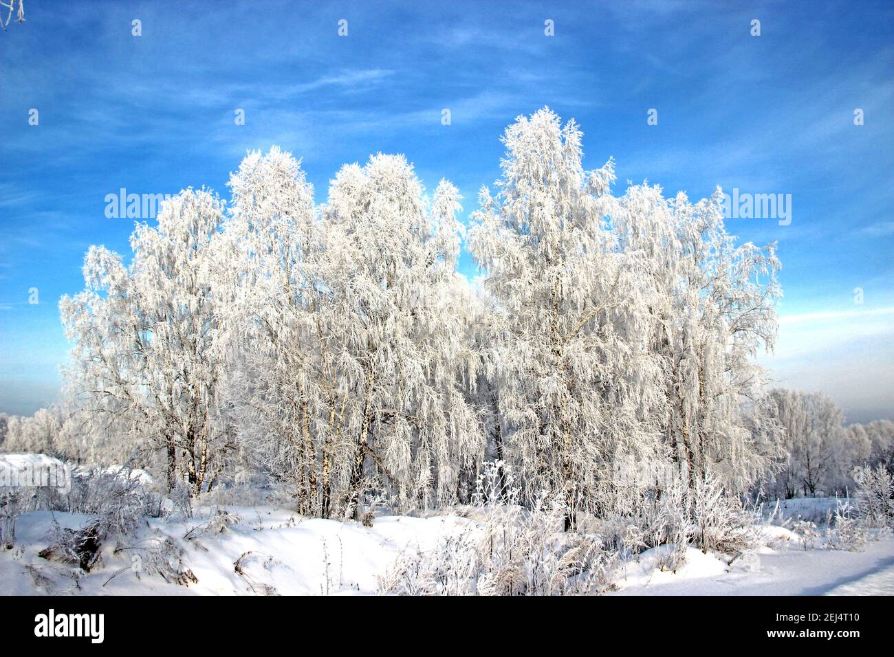 Giorno invernale limpido. Cielo blu chiaro e gelido. La neve scintilla sui rami dell'albero così luminoso che fa male agli occhi. Foto Stock