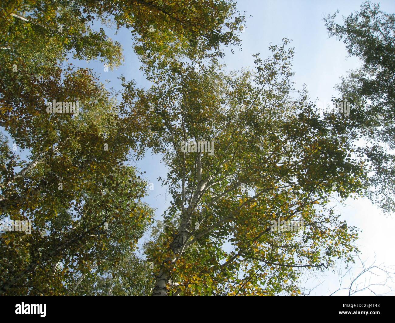 Un cielo limpido e senza nuvole è visibile attraverso i rami di chiusura degli alberi in testa. Foto Stock