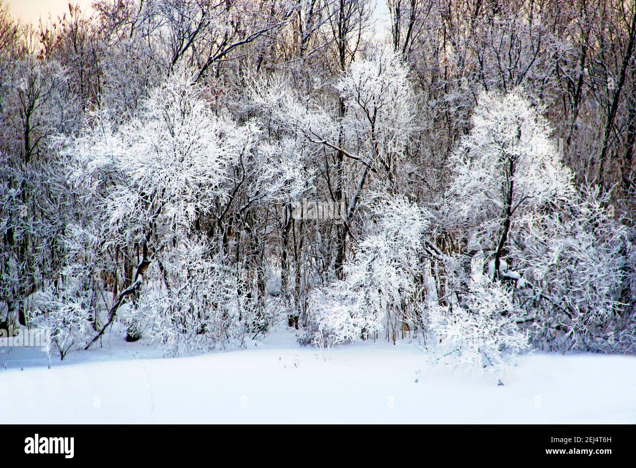 Rami neri degli arbusti toccati dal gelo colorato con argento stand nella neve derive contro gli alberi. Foto Stock