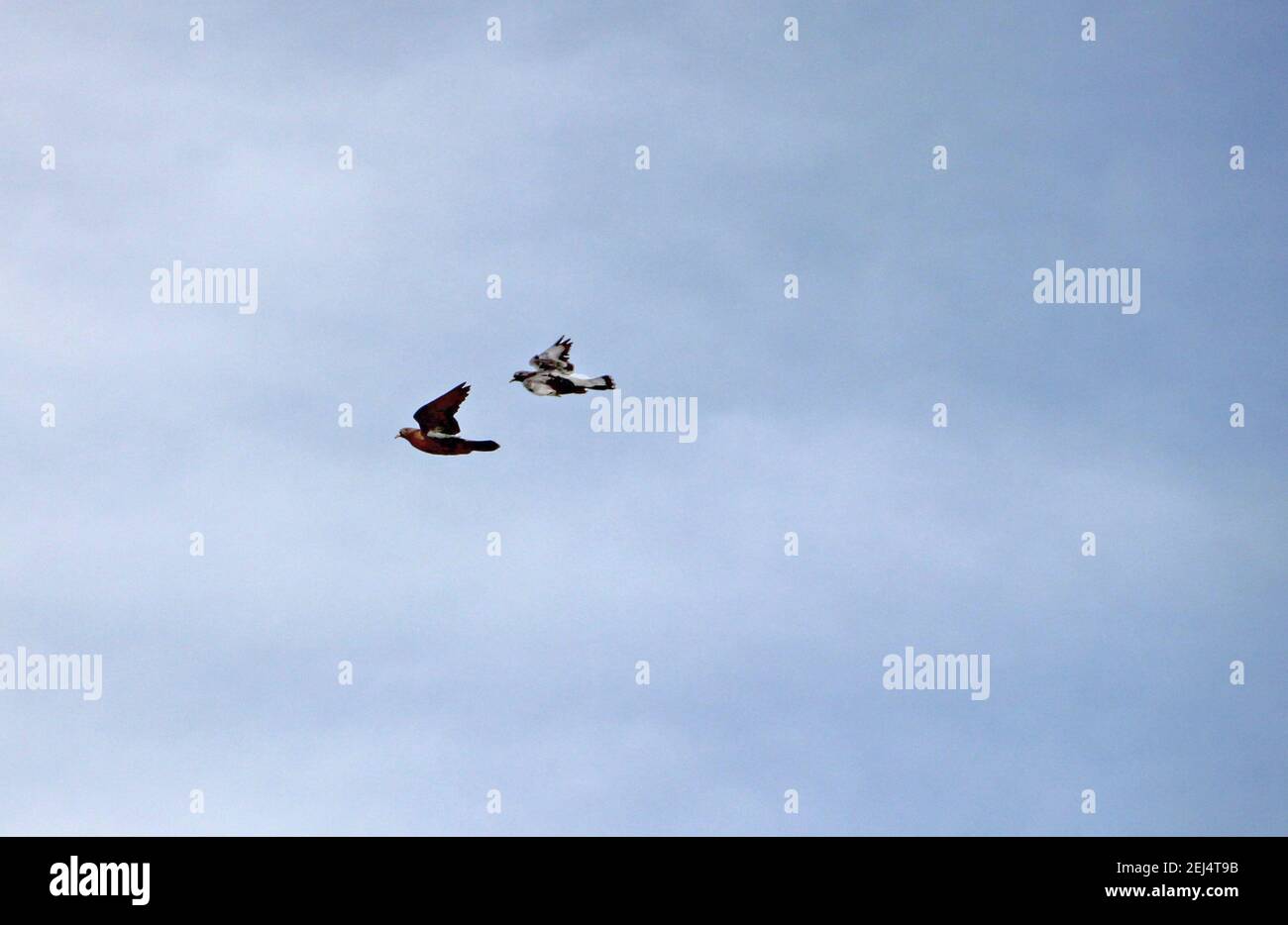 Due uccelli nel cielo stanno battendo le loro ali allo stesso tempo. Foto Stock