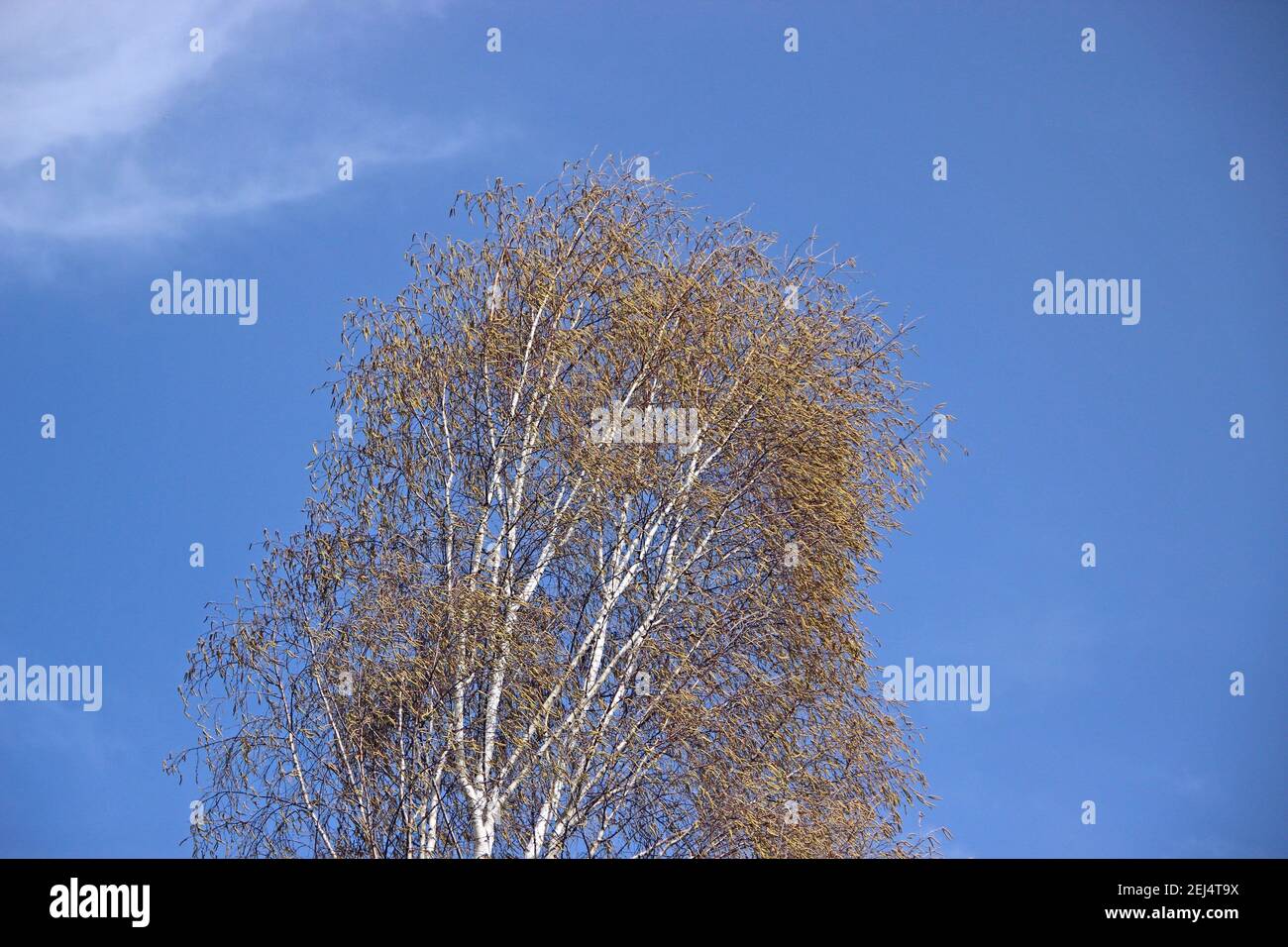Vista autunno: Una betulla con foglie gialle sullo sfondo blu del cielo. Foto Stock