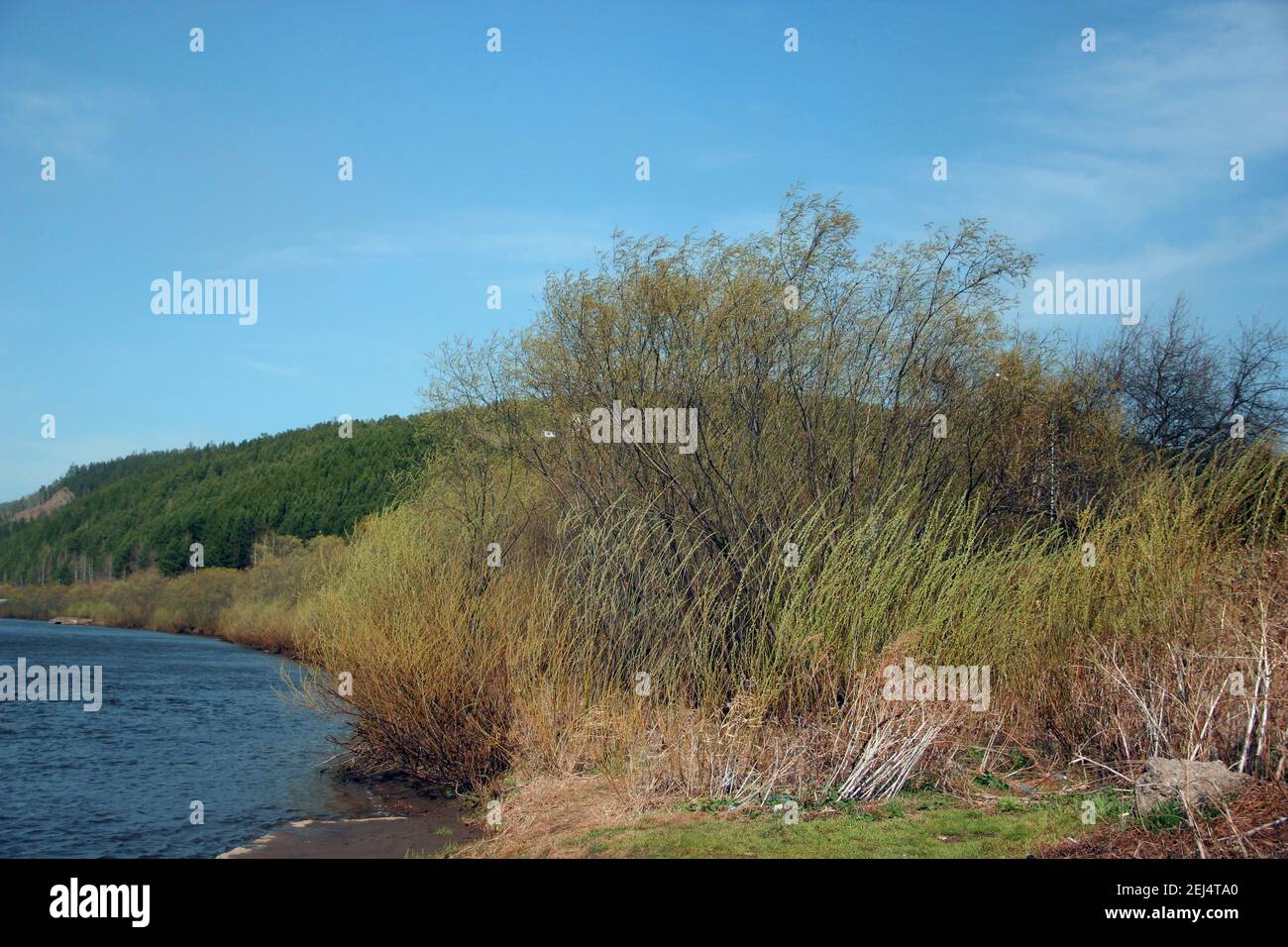 Spessi di cespugli sulla riva del fiume. Paesaggio autunnale sotto il cielo blu senza nuvole. Foto Stock
