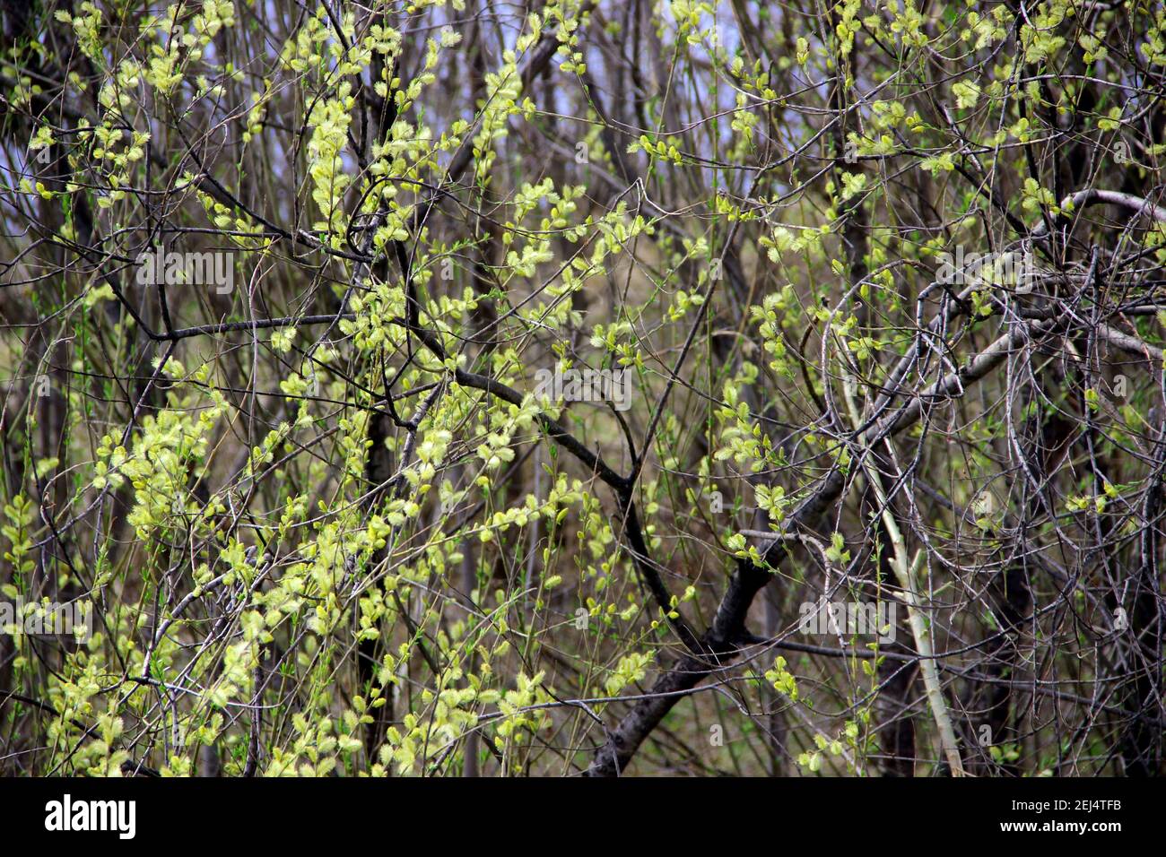 Piccole foglie verdi dell'arbusto nell'intreccio di rami sottili creano un modello stupefacente. Foto Stock