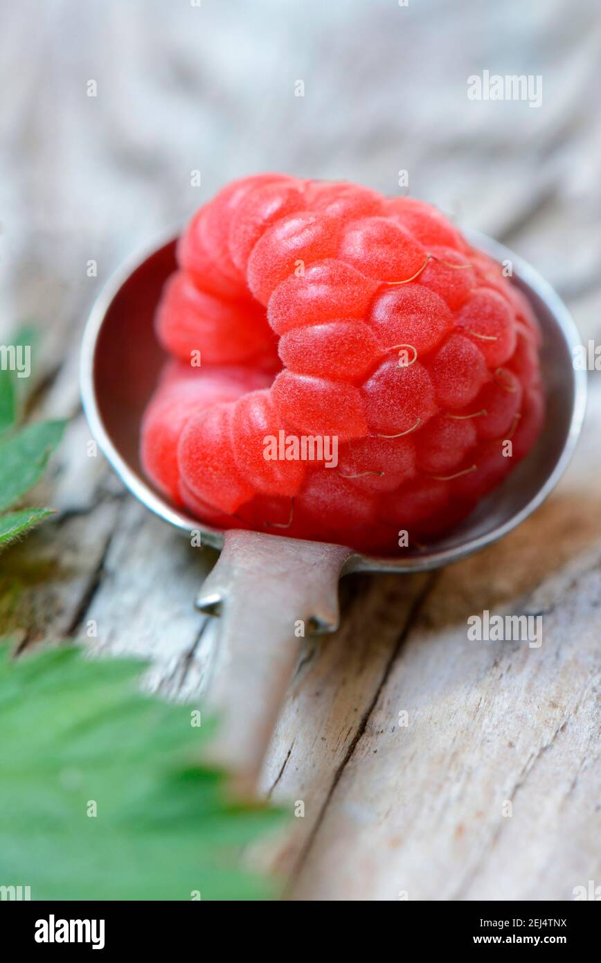 Unione rosso lampone (Rubus idaeus) Foto Stock