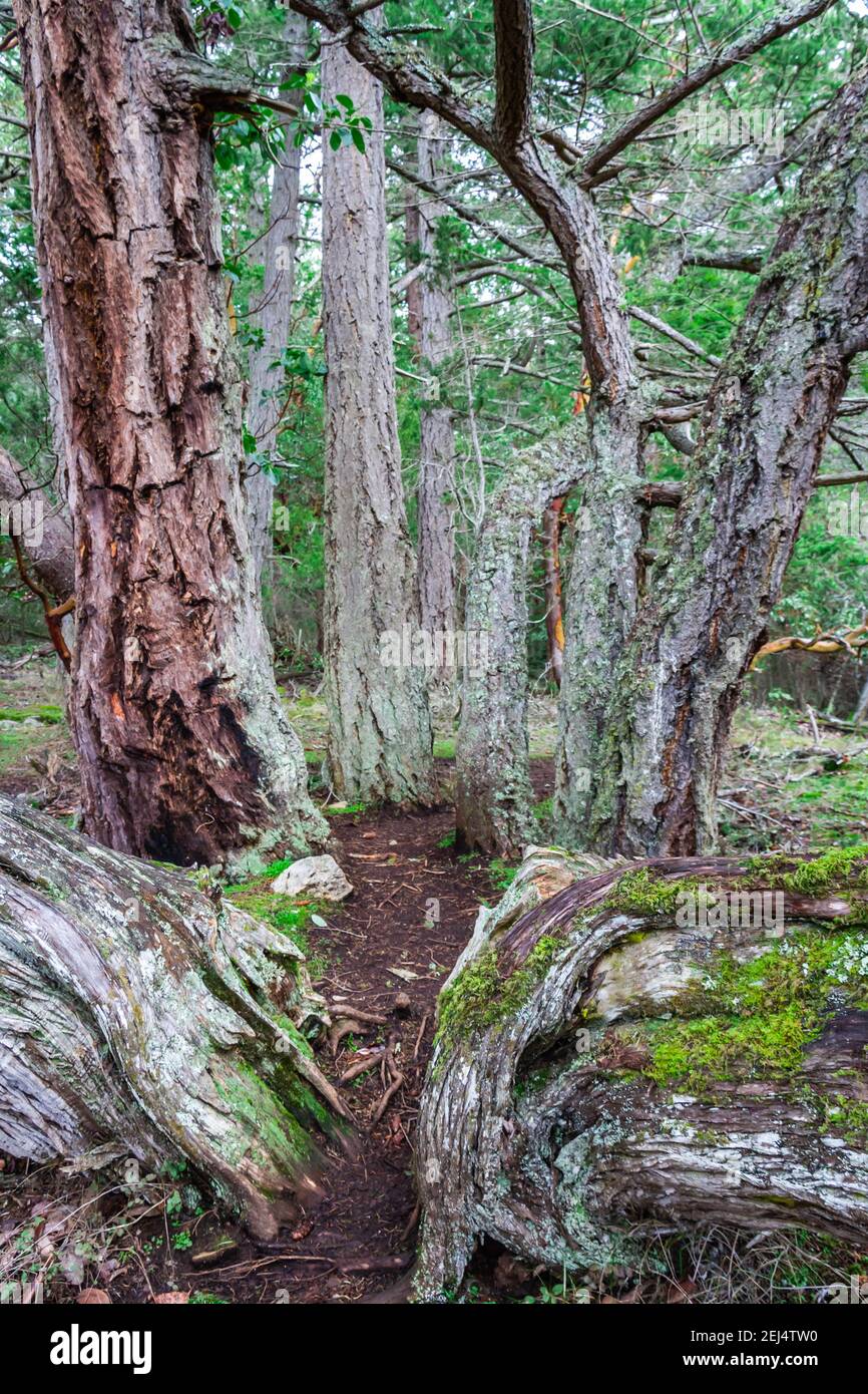 Rami multipli di un albero che raggiunge fuori f il terreno e nella foresta baldacchino. Foto Stock