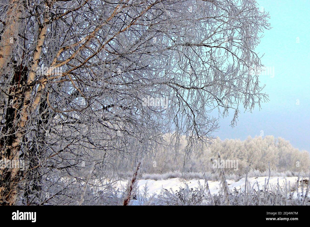 Vista su un boschetto attraverso i rami di betulla in inverno. E chiaro cielo verde-blu gelido. Foto Stock