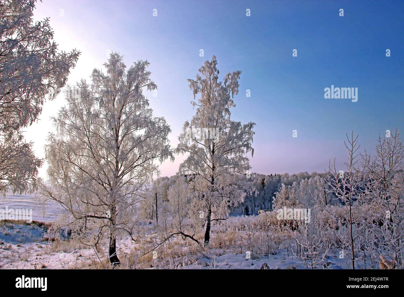 Boschetto di betulla in inverno. Incredibile paesaggio al tramonto. Il cielo del tramonto ha colori diversi: Bianco, rosa e viola. Foto Stock