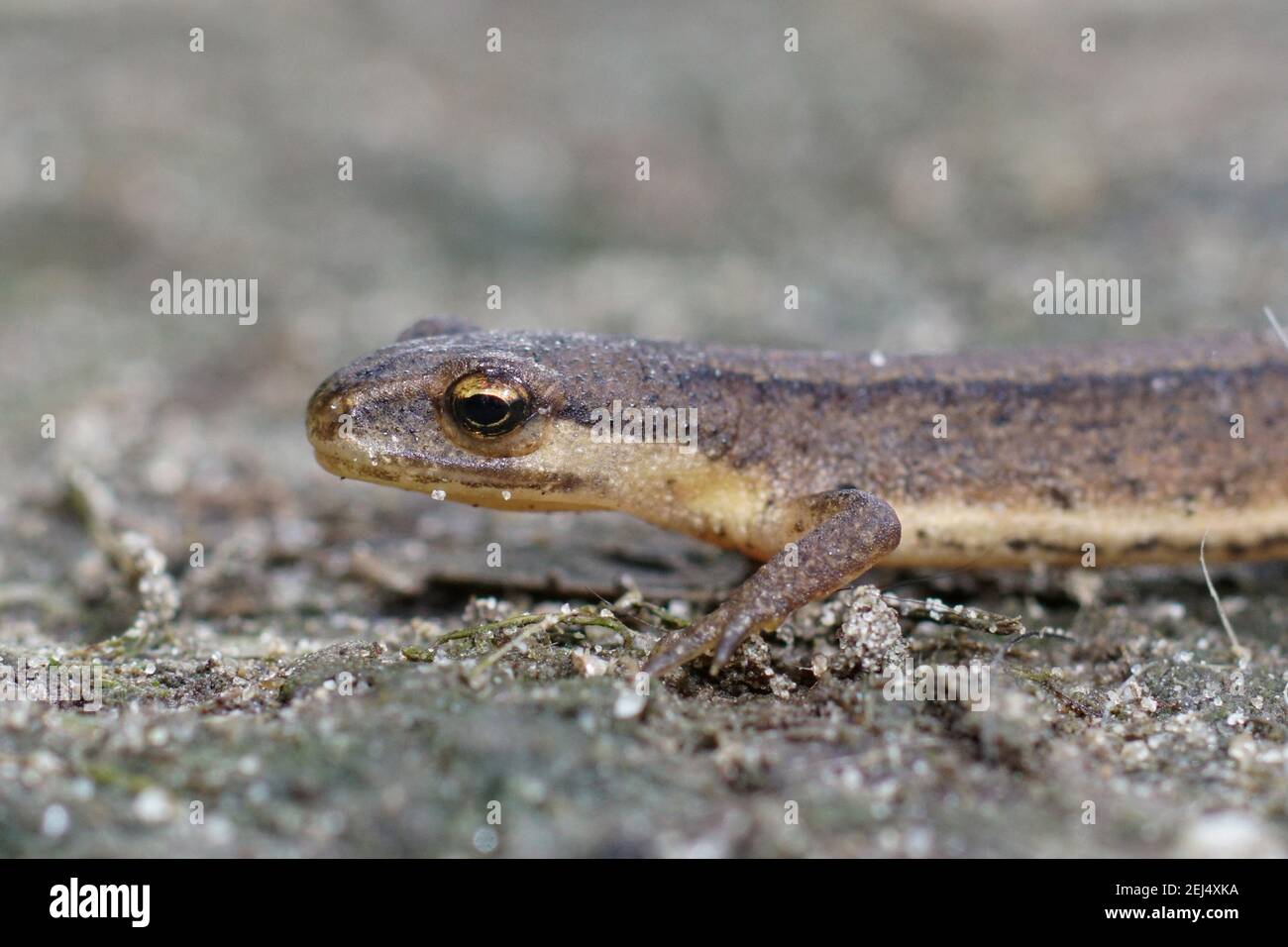 Closeup di un subadulto liscio newt, Lissotriton vulgare , in giardino Foto Stock