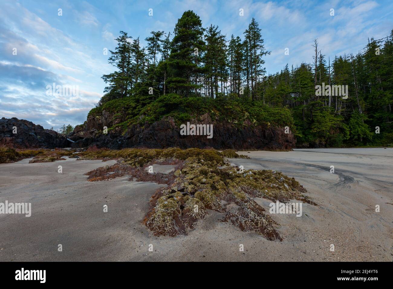 La costa sulla costa occidentale dell'isola di Vancouver, le spiagge che conducono a foreste senza fine. Foto Stock