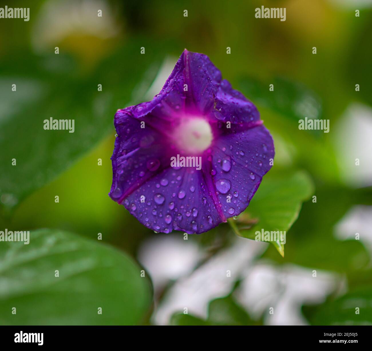 Gocce di pioggia su bel fiore viola Foto Stock