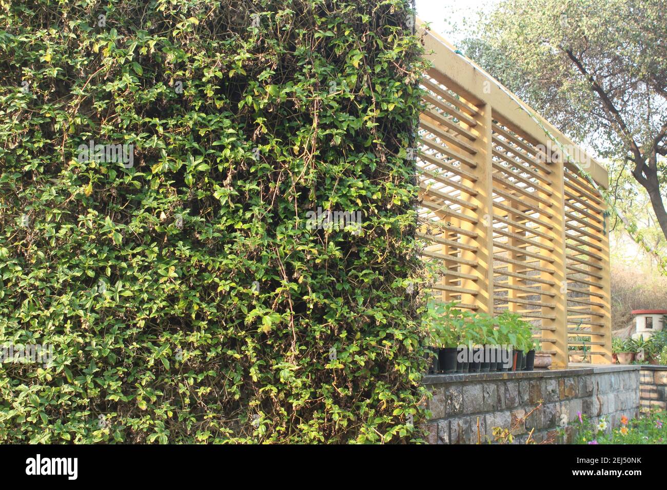 Vista parziale del vivaio dietro lo sfondo verde nel Giardino dei cinque sensi a Nuova Delhi, India Foto Stock