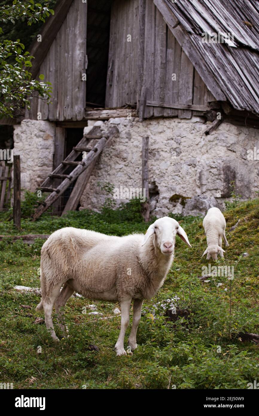 Allevamento ovino tradizionale nelle valli alpine della Slovenia. Pecora Bovec pascolo con un fienile sullo sfondo. Foto Stock