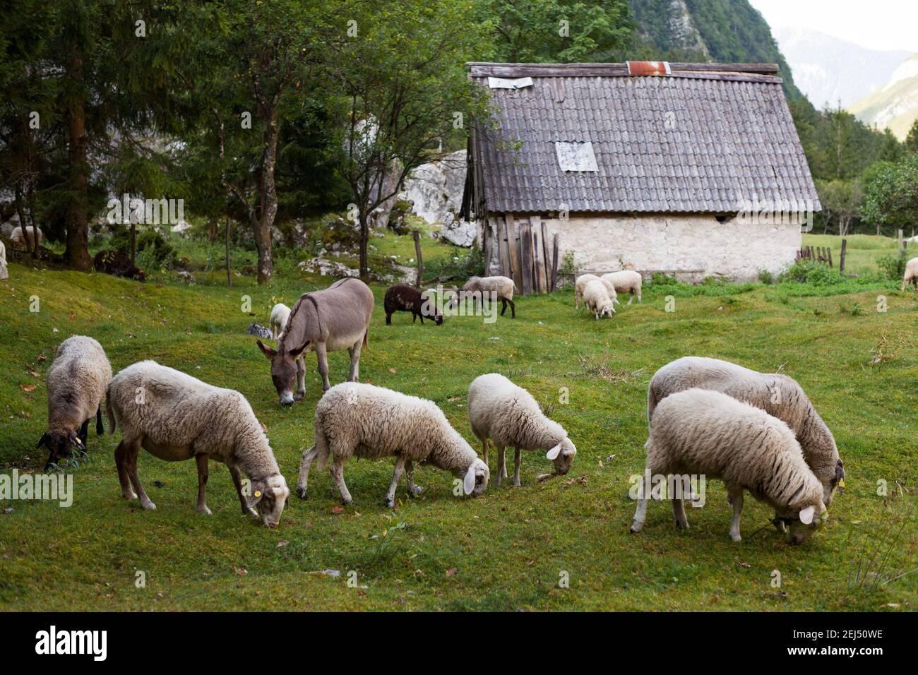 Allevamento ovino tradizionale nelle valli alpine della Slovenia. Pecora Bovec con asino al pascolo con fienile sullo sfondo. Foto Stock