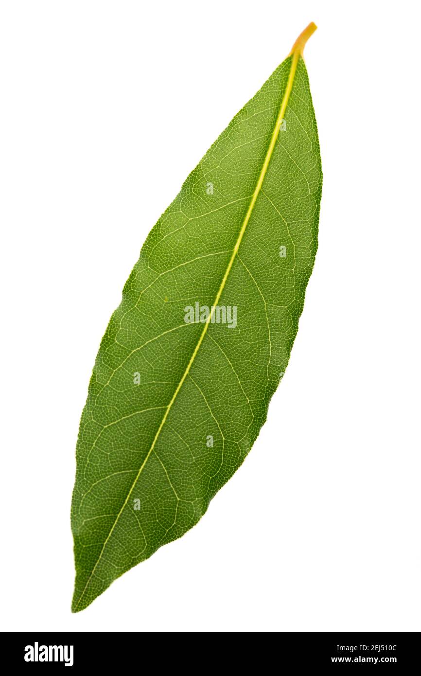 Fresche foglie di alloro isolati su sfondo bianco Foto Stock
