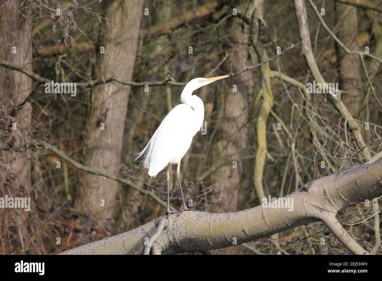 Grande egret nel citypark Staddijk a Nijmegen, Paesi Bassi Foto Stock