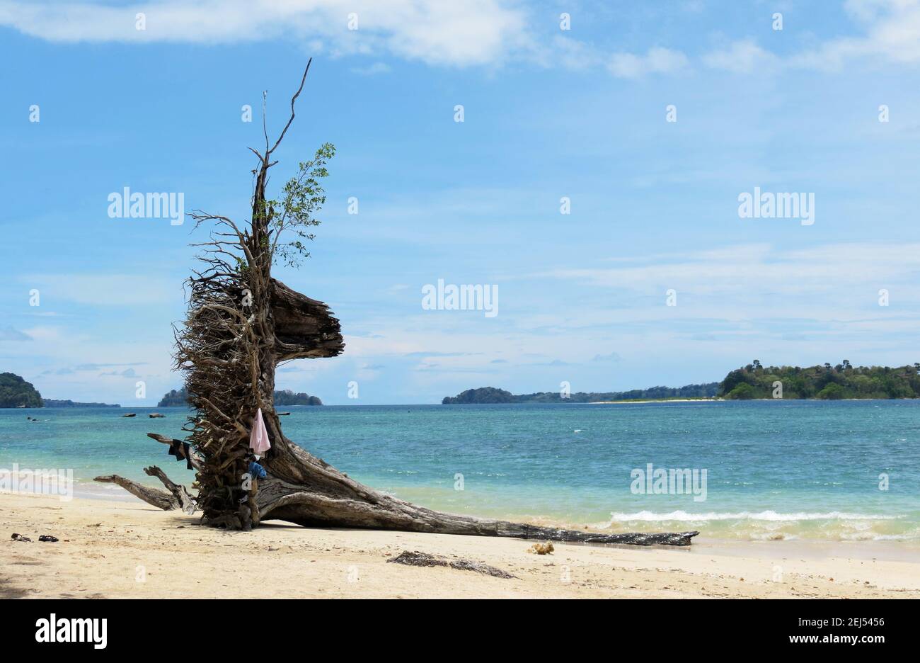 Driftwood su una spiaggia tropicale. Foto Stock