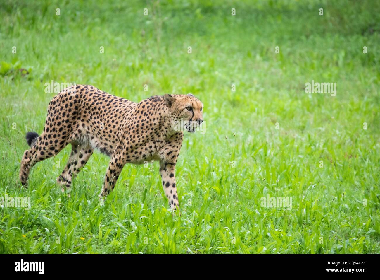 ghepardo kruger sud africa gatto grande Foto Stock