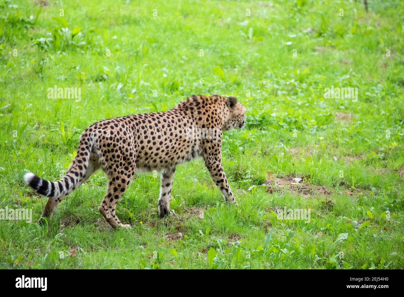 ghepardo kruger sud africa gatto grande Foto Stock