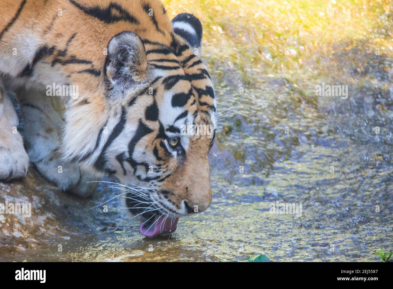 Faccia tigre tigre panthera tigris india Foto Stock