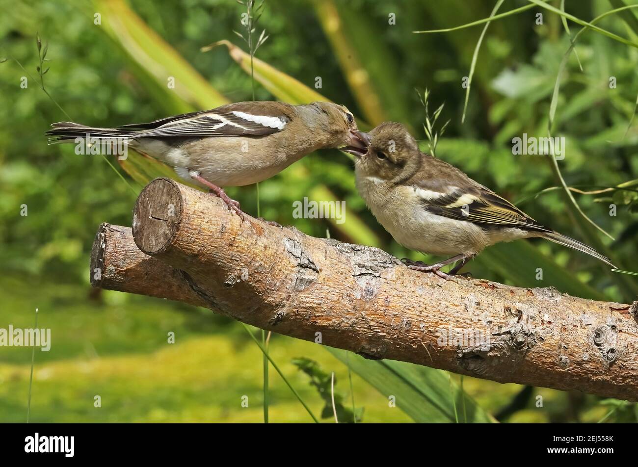 Chaffinch comune (Fringilla coelebs gengleri) femmina adulta che alimenta giovani Eccles-on-Sea, Norfolk, UK Giugno Foto Stock