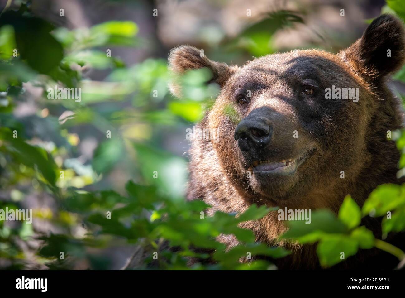 Grande orso marrone testa dorata sorride Foto Stock Grande orso marrone testa dorata sorride Foto Stock
