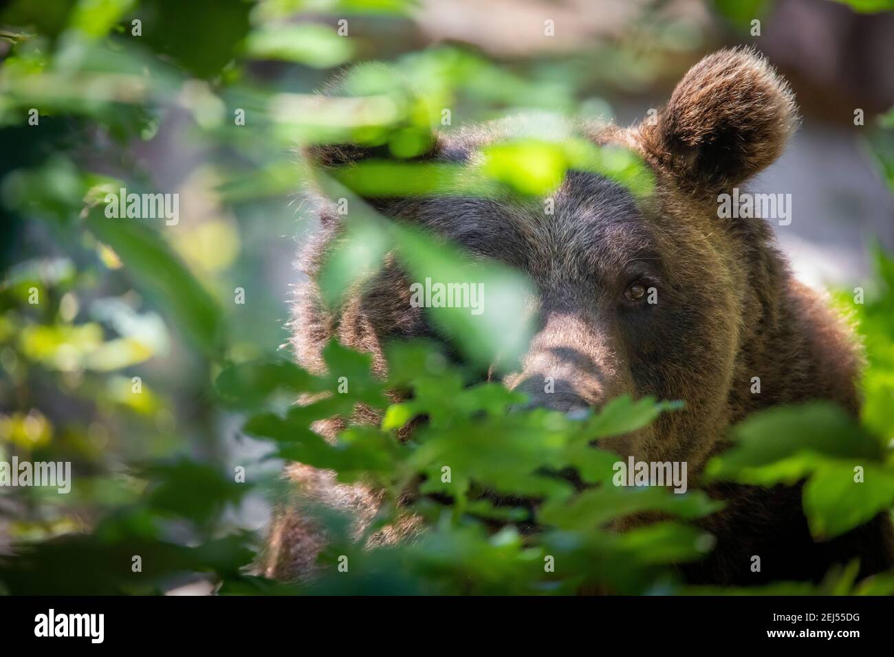 Grande orso marrone testa dorata sorride Foto Stock Grande orso marrone testa dorata sorride Foto Stock