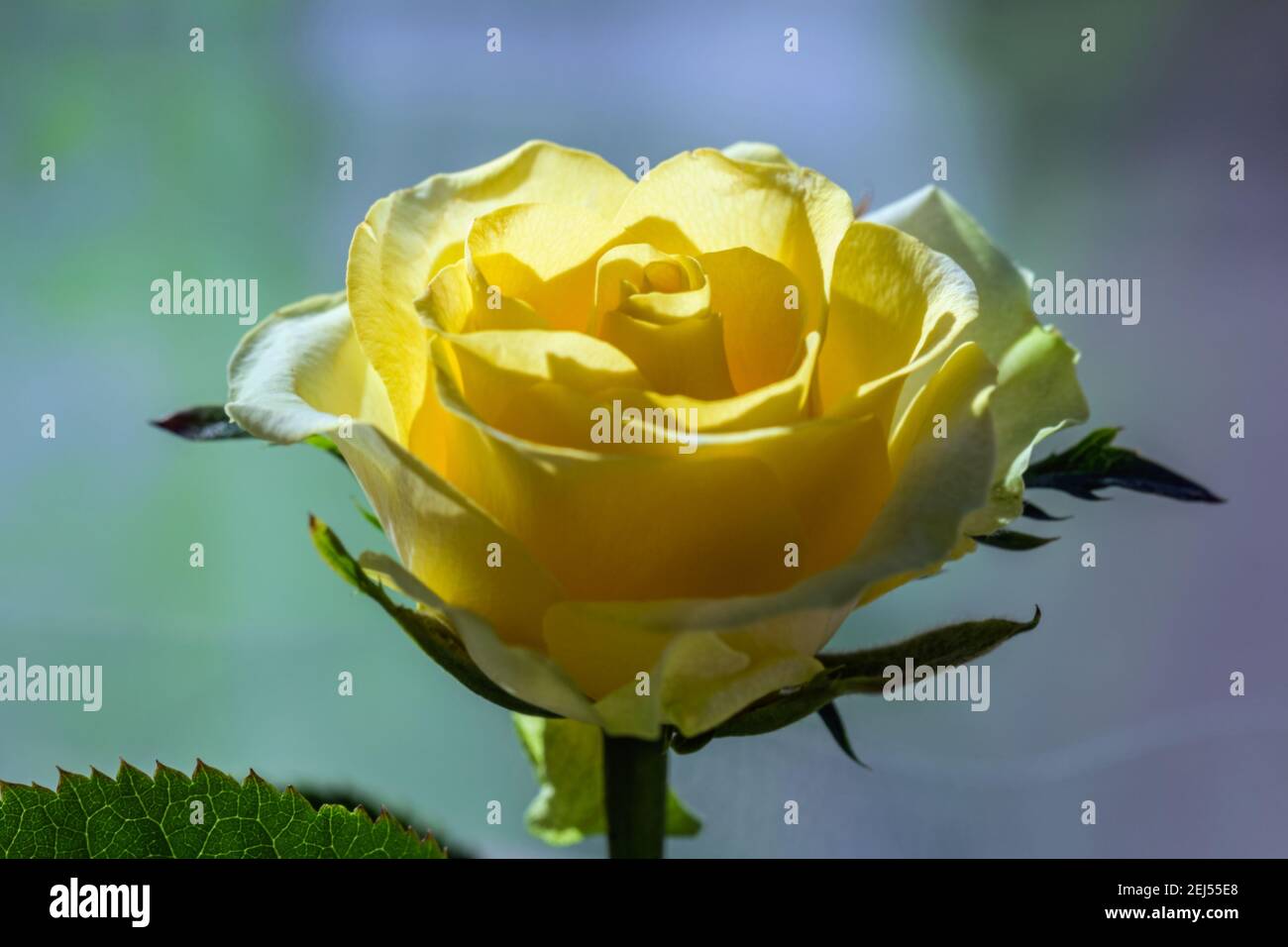 Vero fiore in fiore di bella rosa gialla su verde chiaro sfondo blu Foto Stock