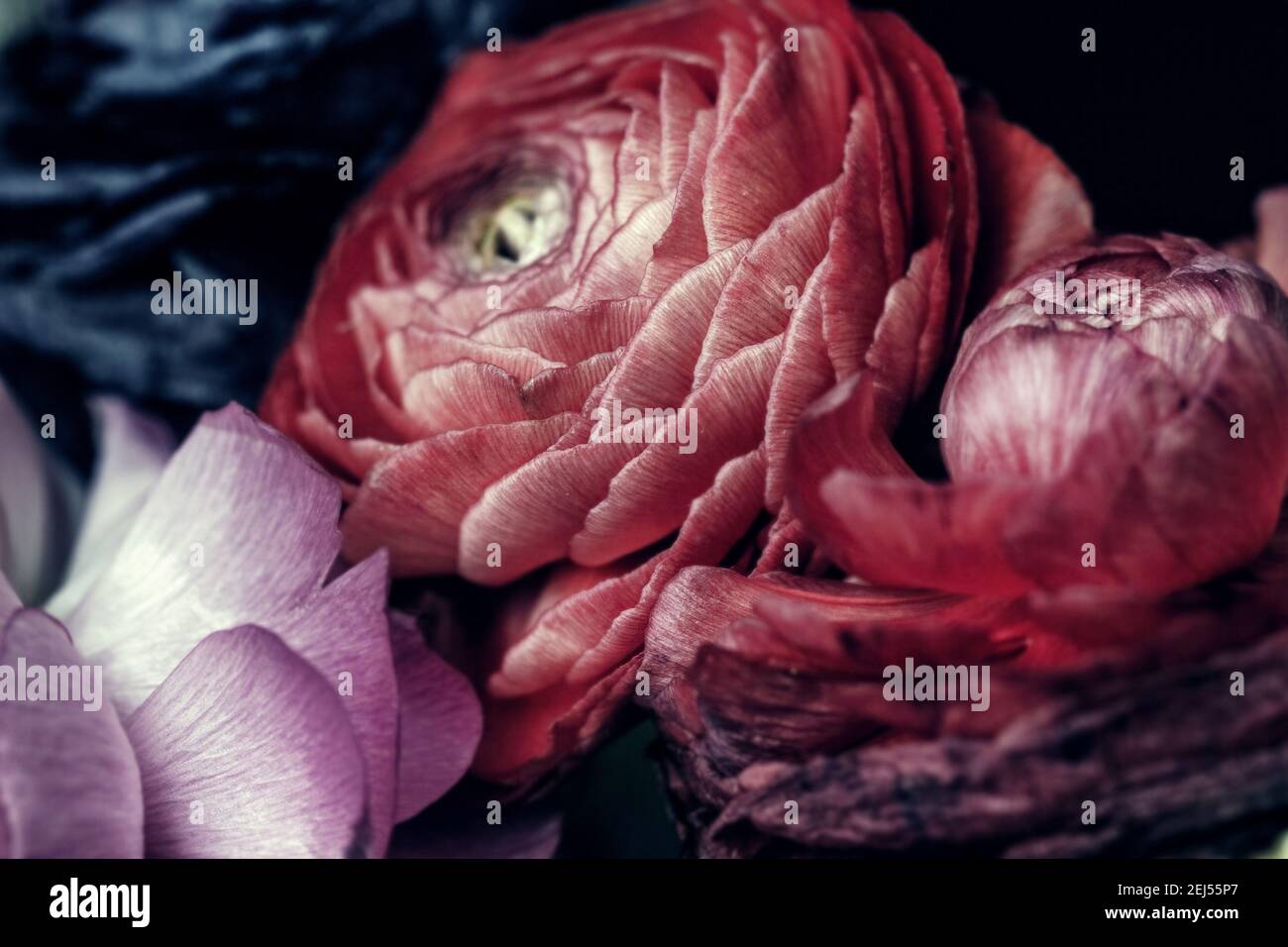 Ranunculi multicolore in mezzitoni scuri per buoni ricordi Foto Stock