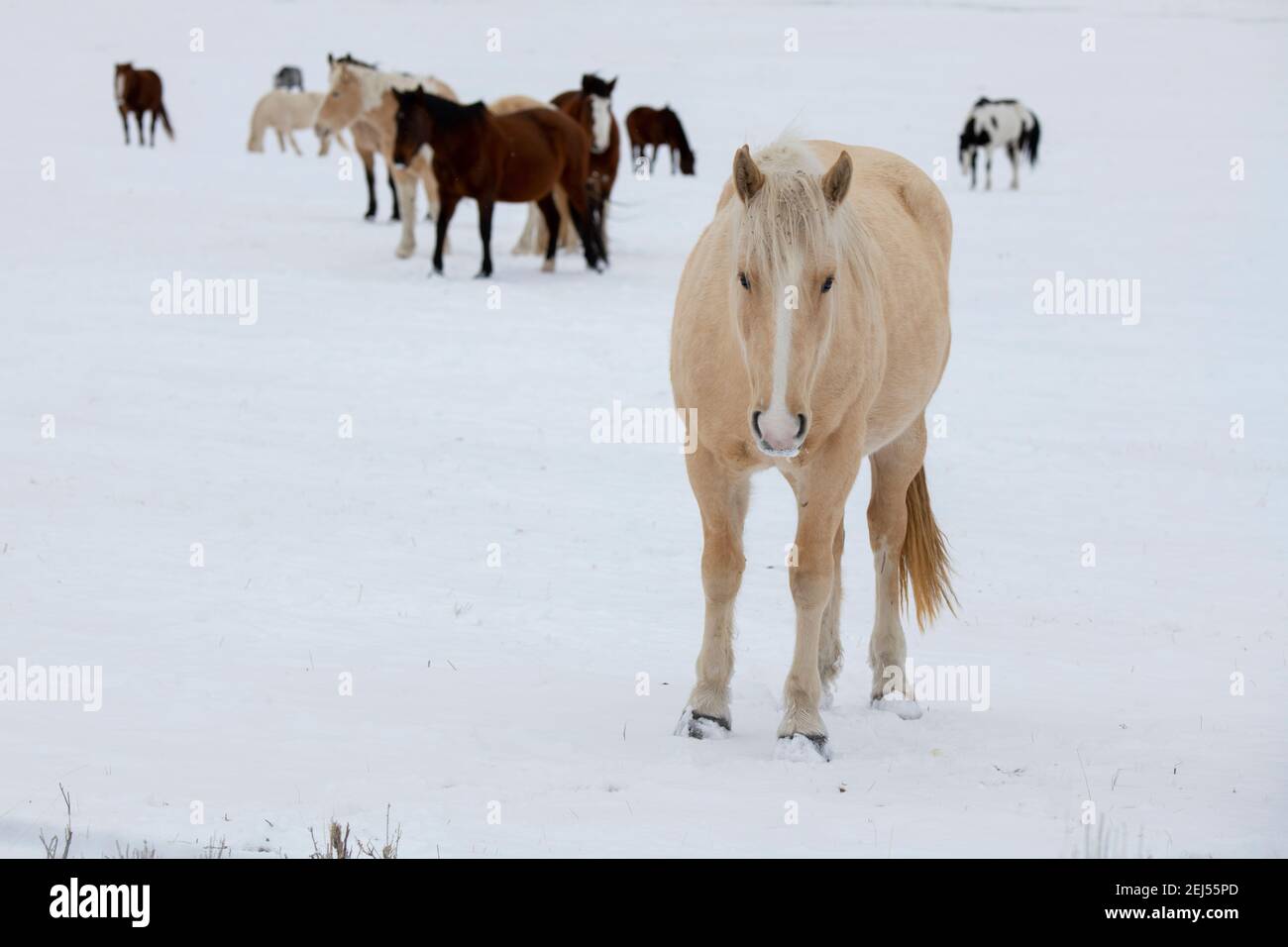 Stati Uniti, Montana, Gardiner. Cavalli con cappotti invernali nella neve. Foto Stock