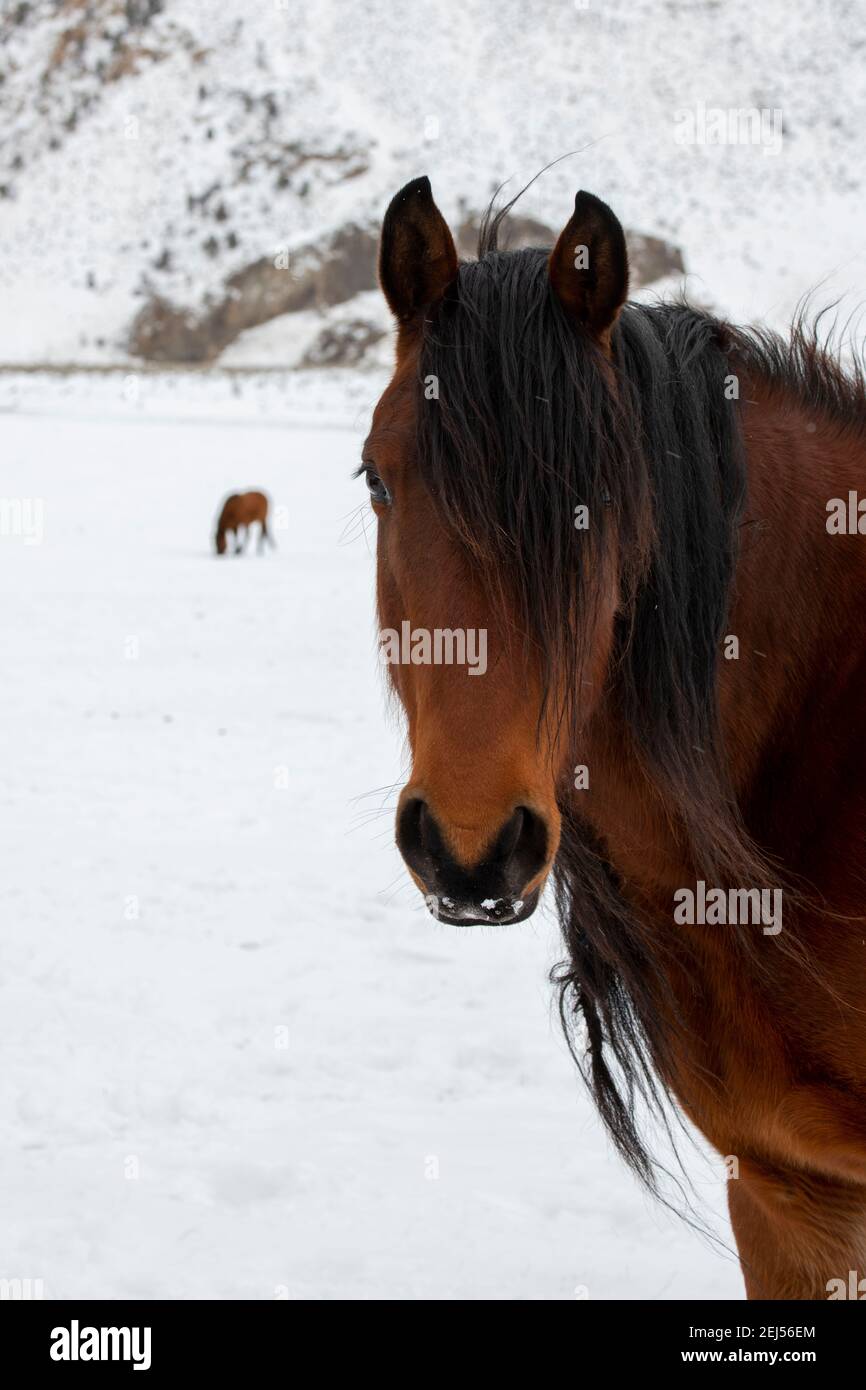Stati Uniti, Montana, Gardiner. Cavallo della baia con shaggy cappotto invernale nella neve. Foto Stock