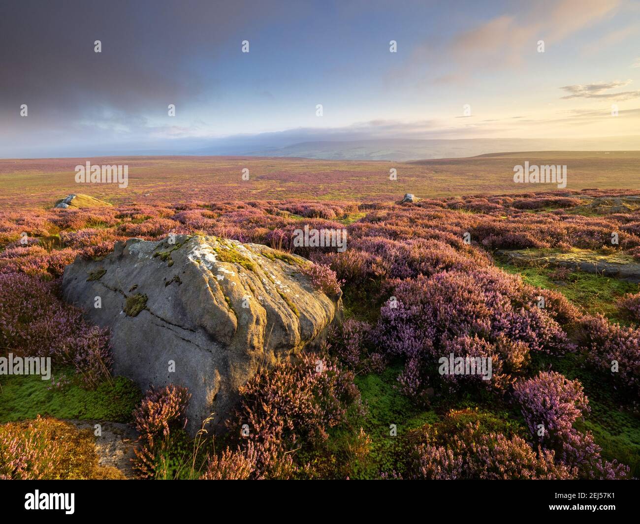 Il paesaggio di Rombalds Moor nello Yorkshire occidentale è coperto di erica fiorente viola, incandescente nella luce dorata del mattino. Foto Stock