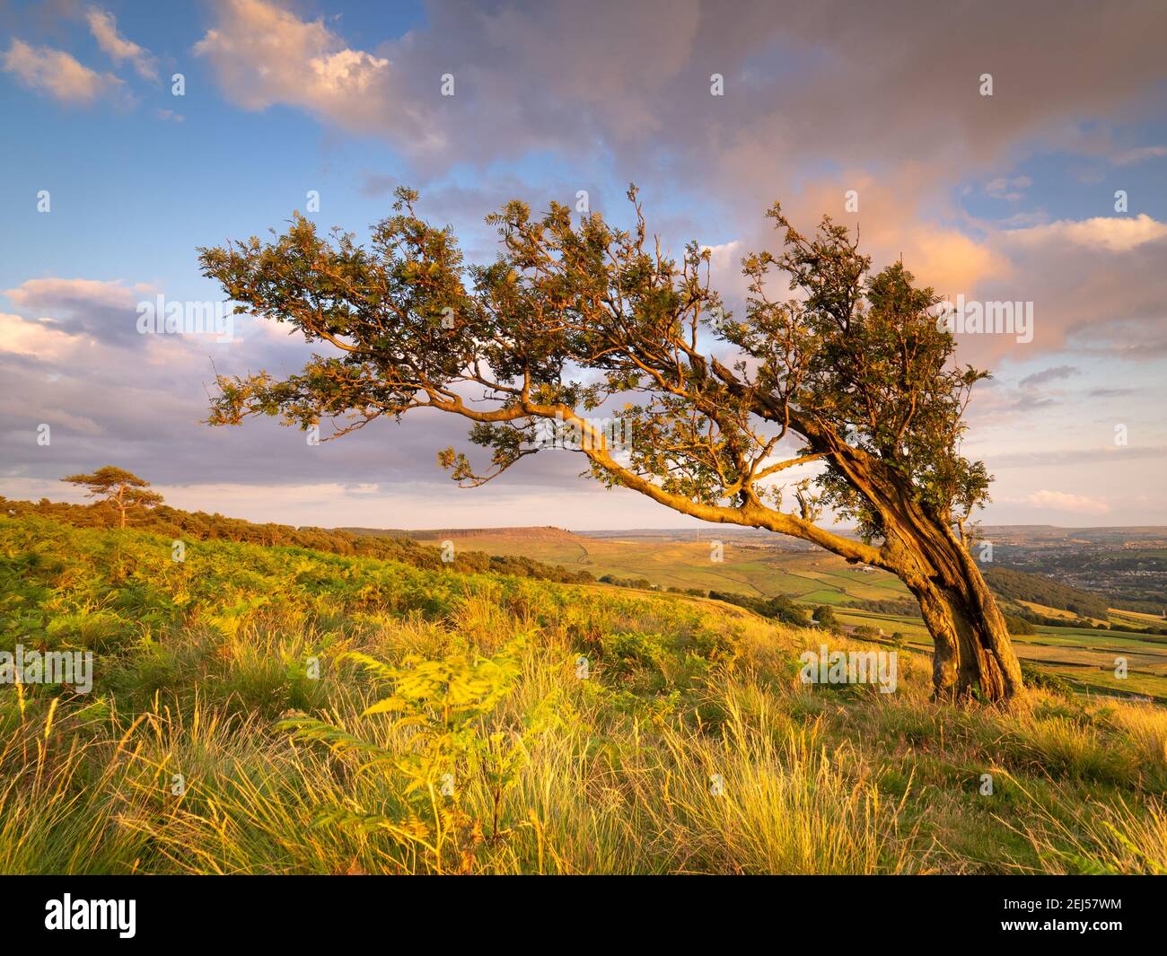 Un solo albero a Nab End, Rombalds Moor, si illumina sotto la luce dorata della sera, con vista su Silsden e la Valle dell'Aire. Foto Stock