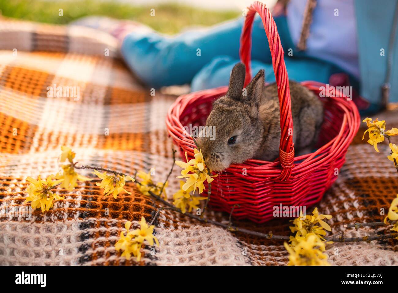 Coniglietto pasquale seduto in un cesto di legno di vimini e fiori di forsizia sniffing. Picnic all'aperto. Cartolina Foto Stock