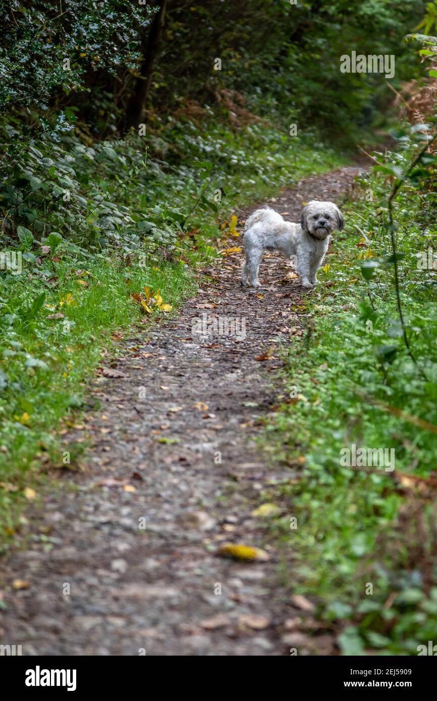Cockaoo su un sentiero, Canaston Wood, Pembrokeshire Foto Stock