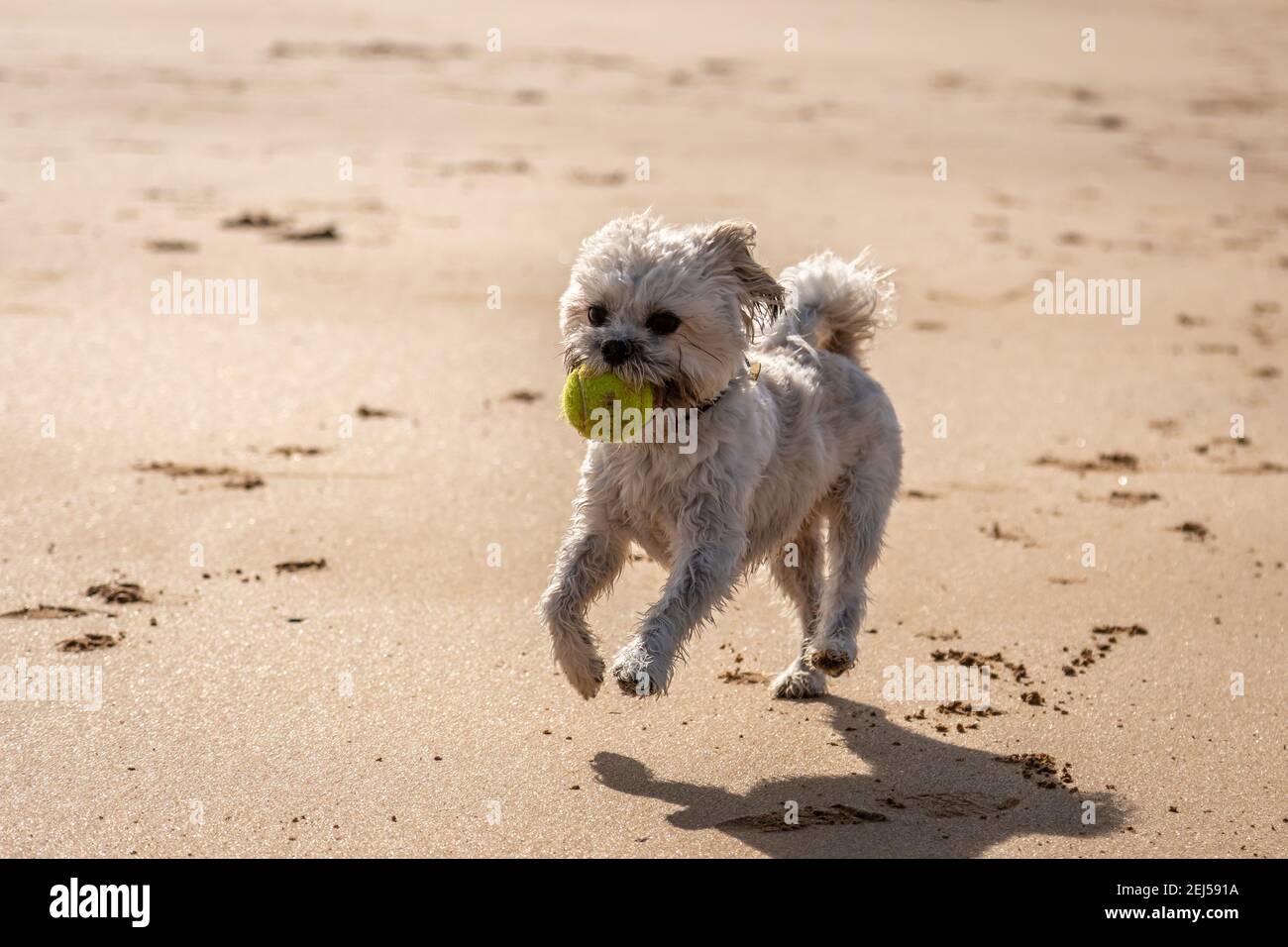 Cockapoo sulla spiaggia, Freshwater West, Pembrokeshire Foto Stock