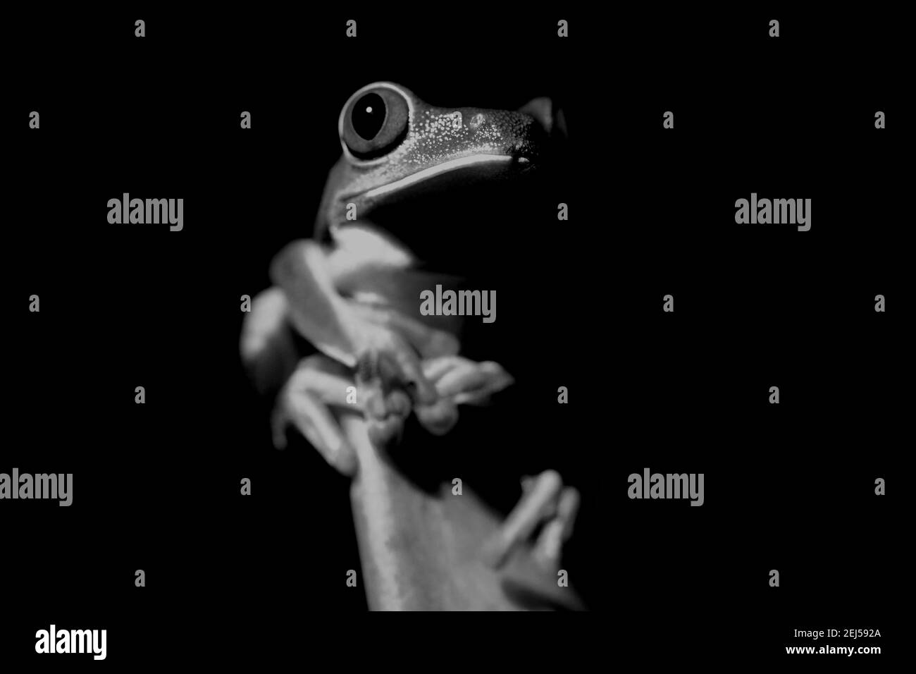 Rana dagli occhi rossi (Agalychnis callidyas), in bianco e nero. Drake Bay, Penisola di Osa, Costa Rica Foto Stock