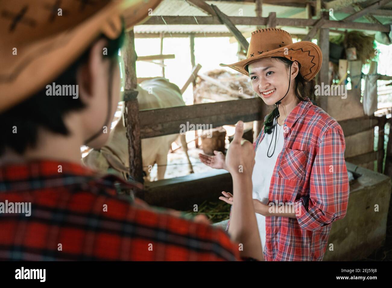 bella donna indossare cappelli dare spiegazione su bestiame e uomo in cappelli dare lode con pollici in su sullo sfondo del capannone di vacca Foto Stock