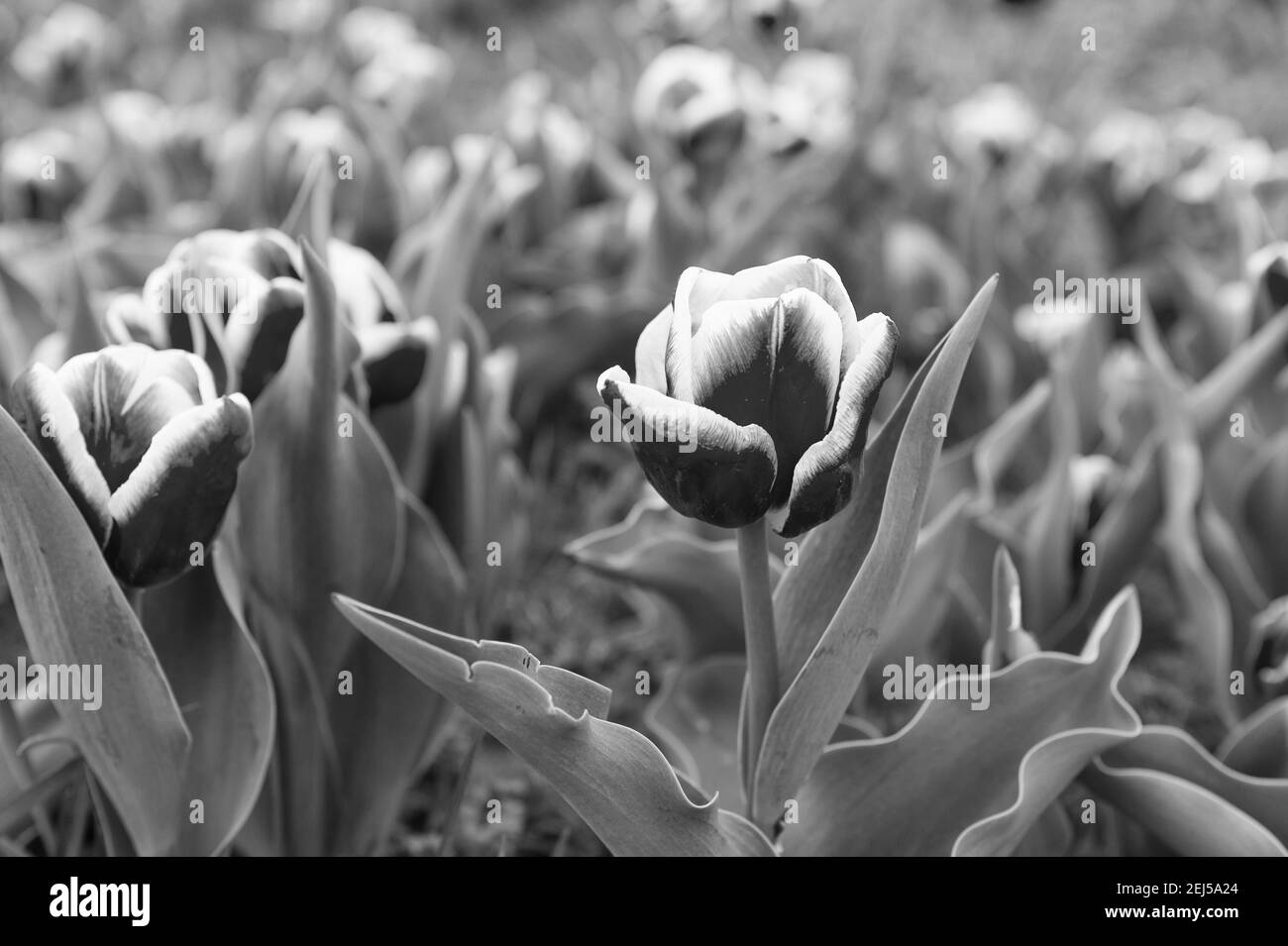 Tulipani varietali. Campo di Tulipani. Stagione primaverile. Concetto di giardinaggio. Crescere fiori giardino. Coltivo fiori in serra o in serra. Affari floreali. Impara a piantare e vendere lampadine a tulipano per il profitto. Foto Stock