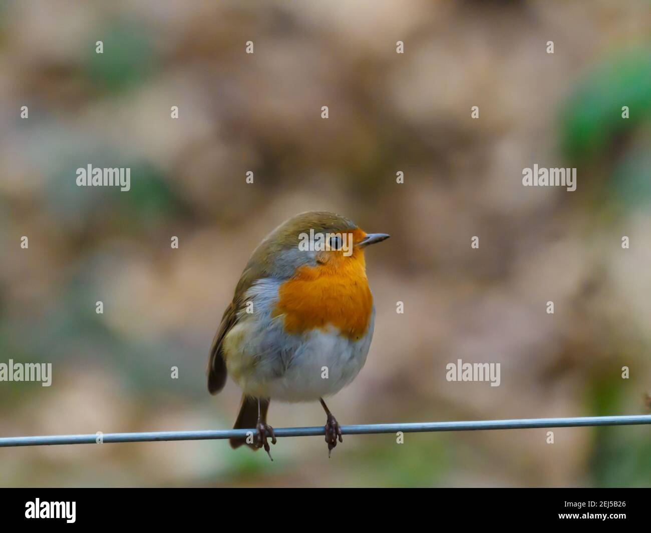 Un ladrone europeo (Erithacus rubecula), noto anche come il pettirosso o pettirosso arroccato su un recinto di filo. Foto Stock