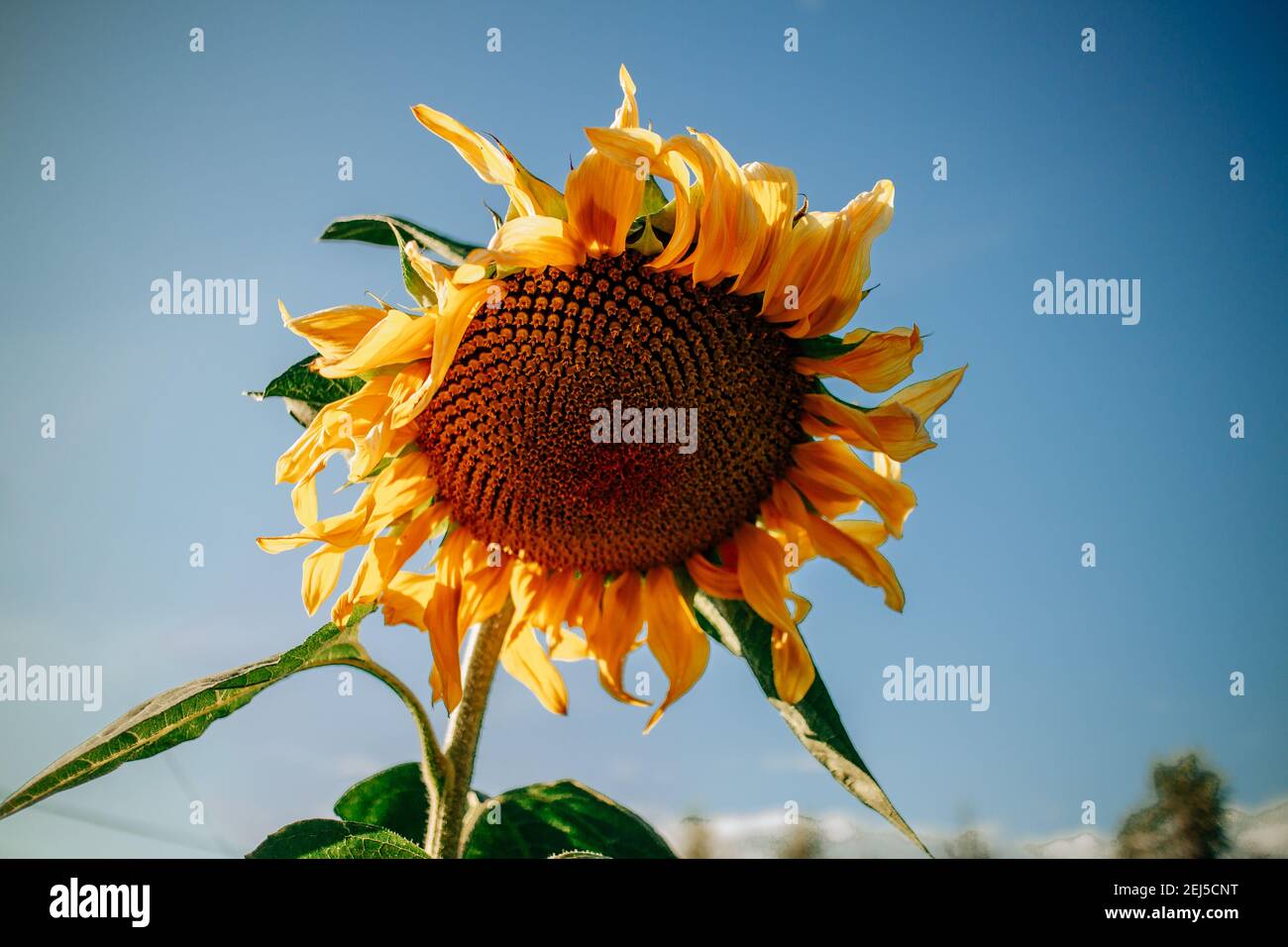 Girasole giallo su sfondo di cielo blu. Giorno di sole. Foto Stock