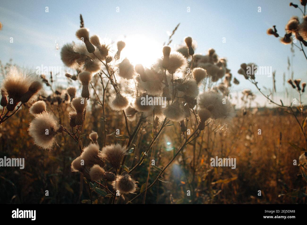 Fiori con semi soffici sul prato. Luce da sera, splendido tramonto, colori neutri, messa a fuoco morbida. Sfondo naturale, banner sito web. Foto Stock