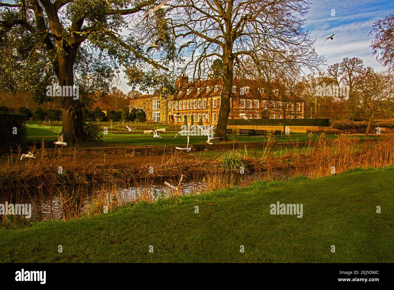 Gabbiani a testa nera su R.Cray a Hall Place, Bexley. Foto Stock