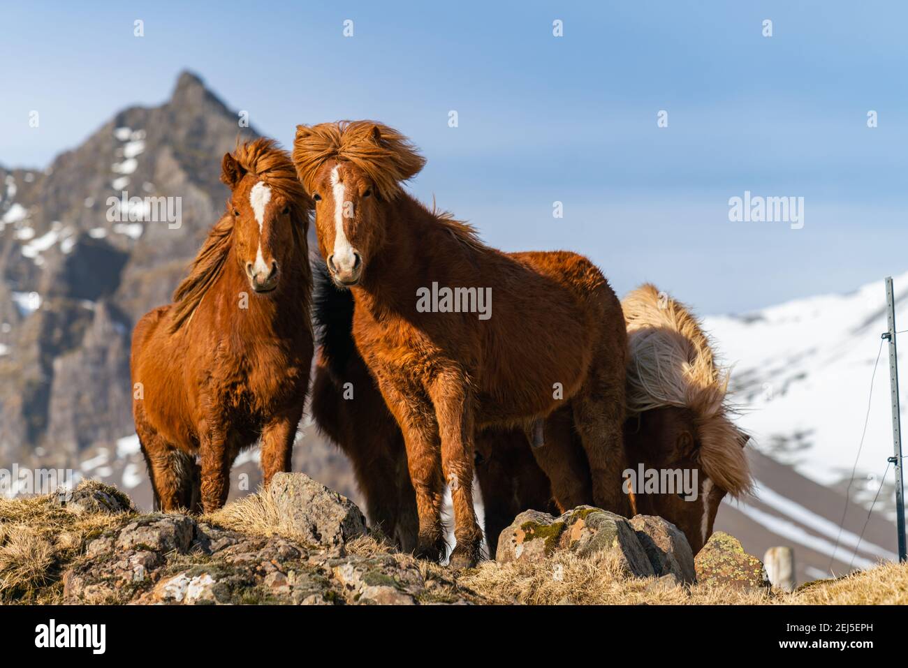 Cavalli islandesi. Il cavallo islandese è una razza di cavallo creata in  Islanda Foto stock - Alamy