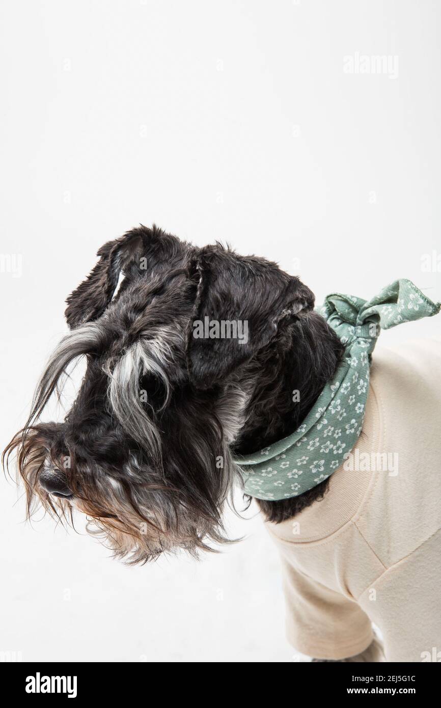 Una bella vista di un cucciolo bianco e nero che indossa vestiti rosa seduti sul groud bianco Foto Stock