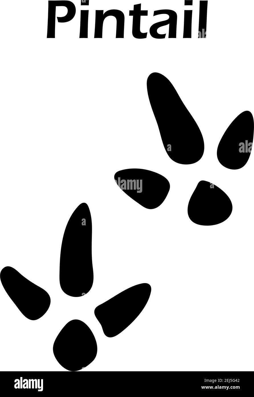 Pintail Footprint. Silhouette nera Design. Illustrazione Vettoriale. Illustrazione Vettoriale