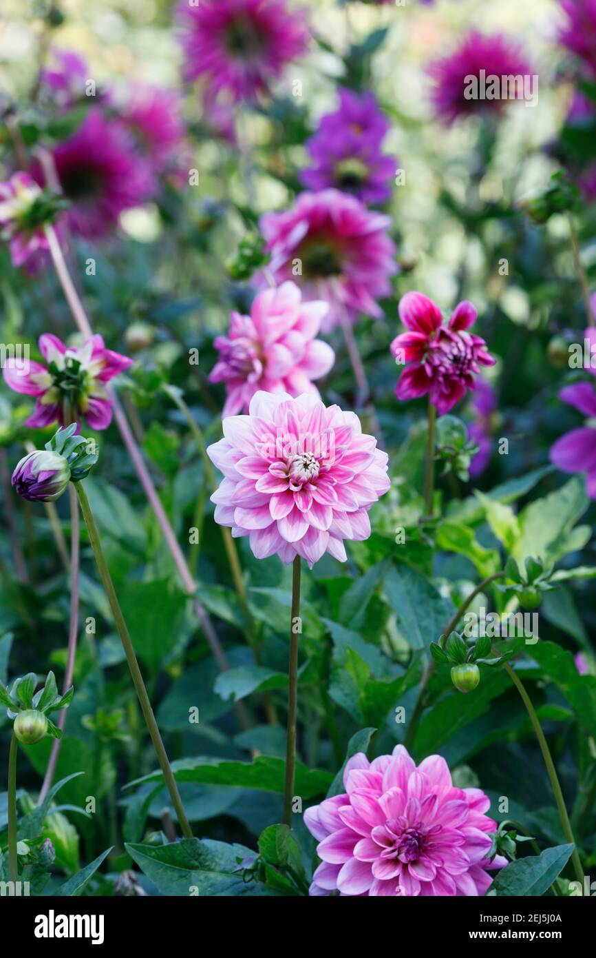 Dahlia rosa che crescono in un confine erbacee. Foto Stock